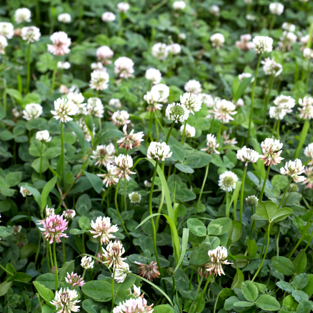 Clover white Rivendell seeds - 50