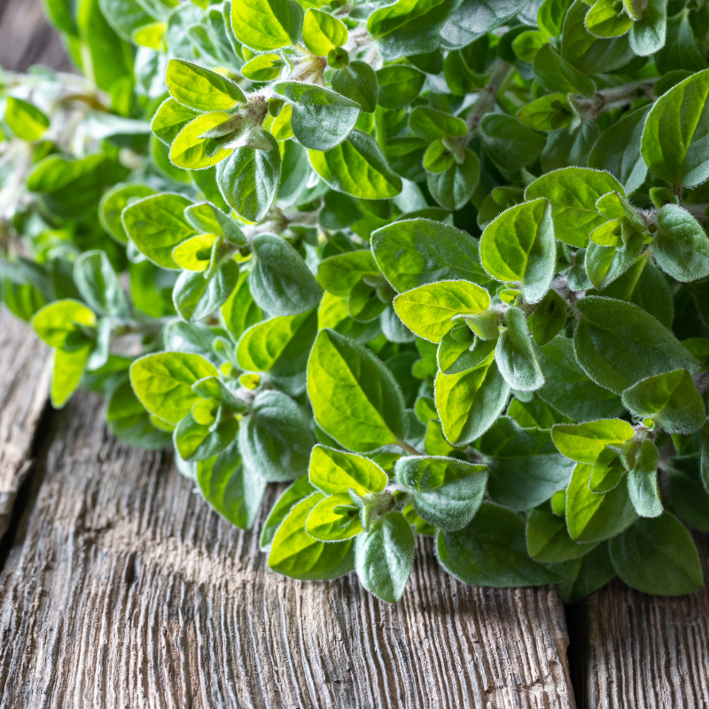 Oregano seeds - 50