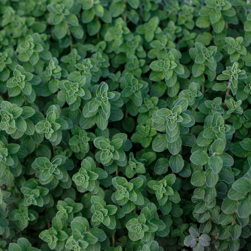 Oregano seeds - 50