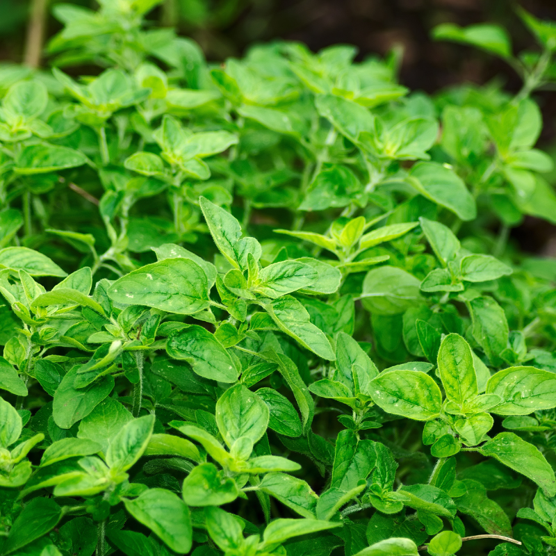 Oregano seeds - 50