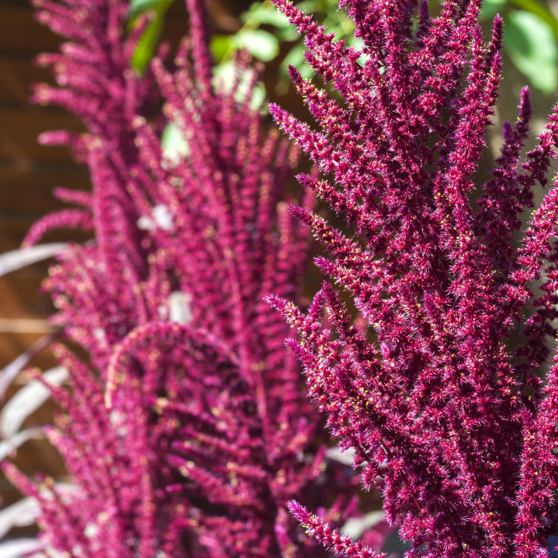 Amaranthus red seeds - 100