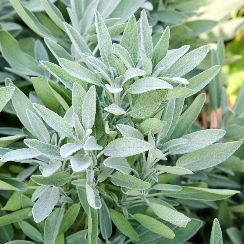 Sage seeds - 30