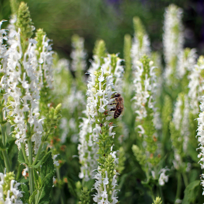 Sage seeds - 30