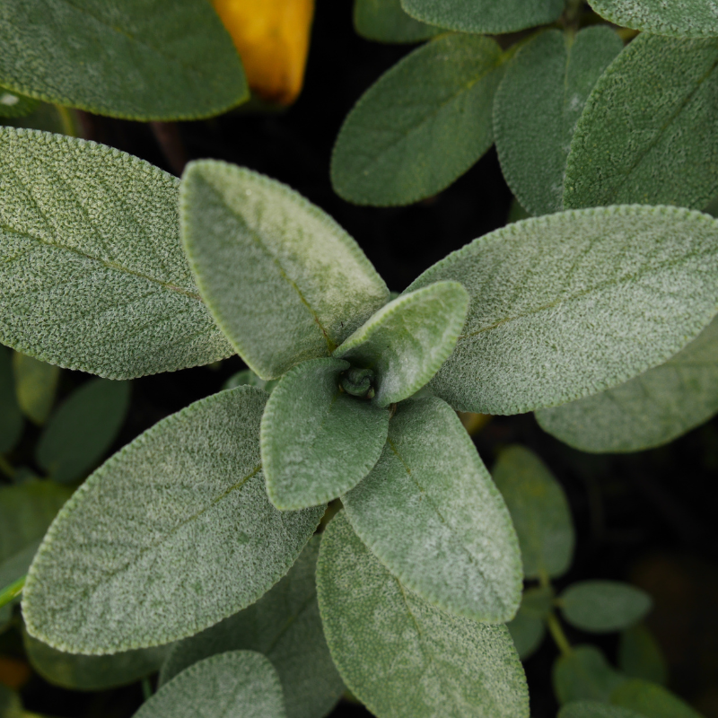 Sage seeds - 30