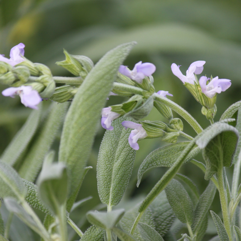 Sage seeds - 30