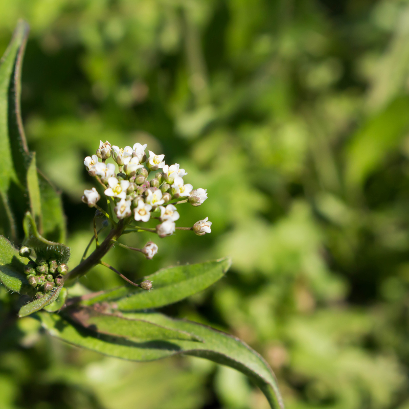 Shepherd’s Purse seeds - 50