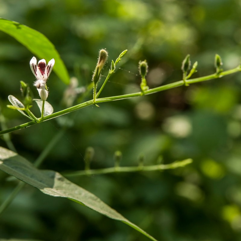 Andrographis paniculata (Kalmegh or Green Chiretta) seeds - 100