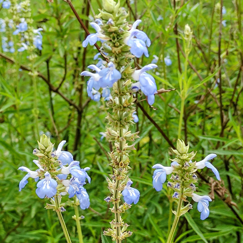 Salvia hispanica (Chia) seeds - 100