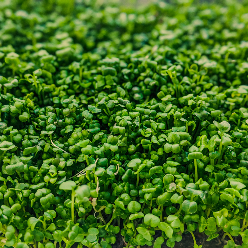 Halim, Garden cress seeds - 100