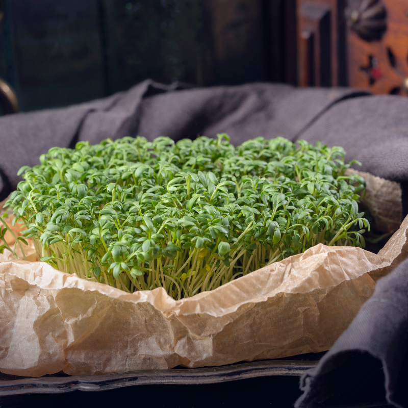 Halim, Garden cress seeds - 100