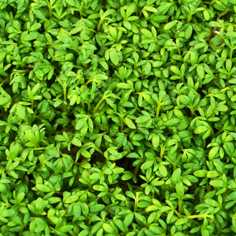 Halim, Garden cress seeds - 100