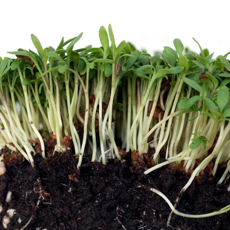 Halim, Garden cress seeds - 100