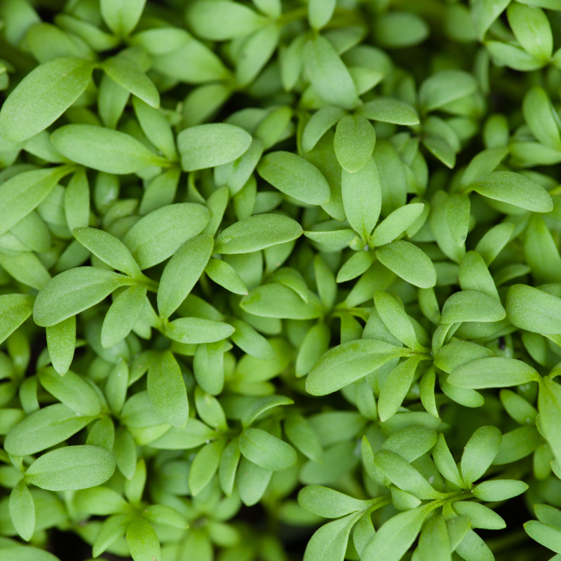 Halim, Garden cress seeds - 100