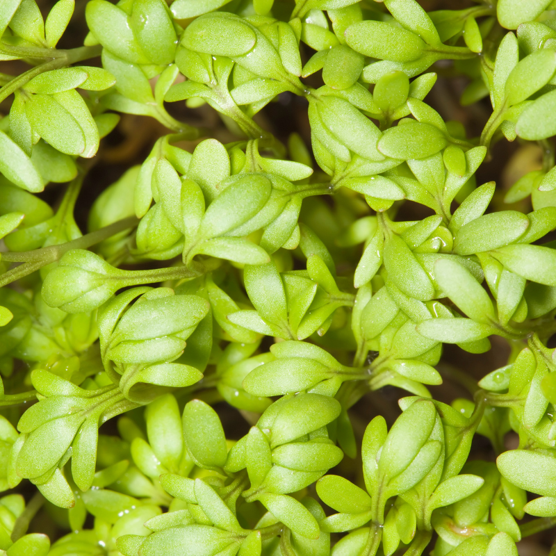 Halim, Garden cress seeds - 100