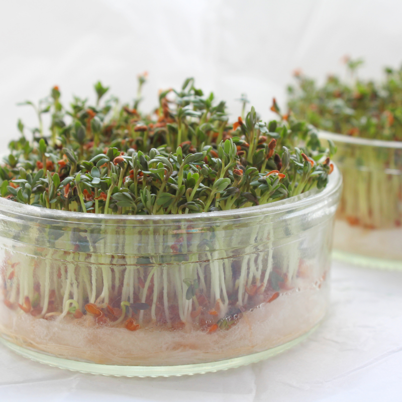 Halim, Garden cress seeds - 100