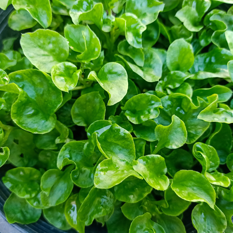 Halim, Garden cress seeds - 100