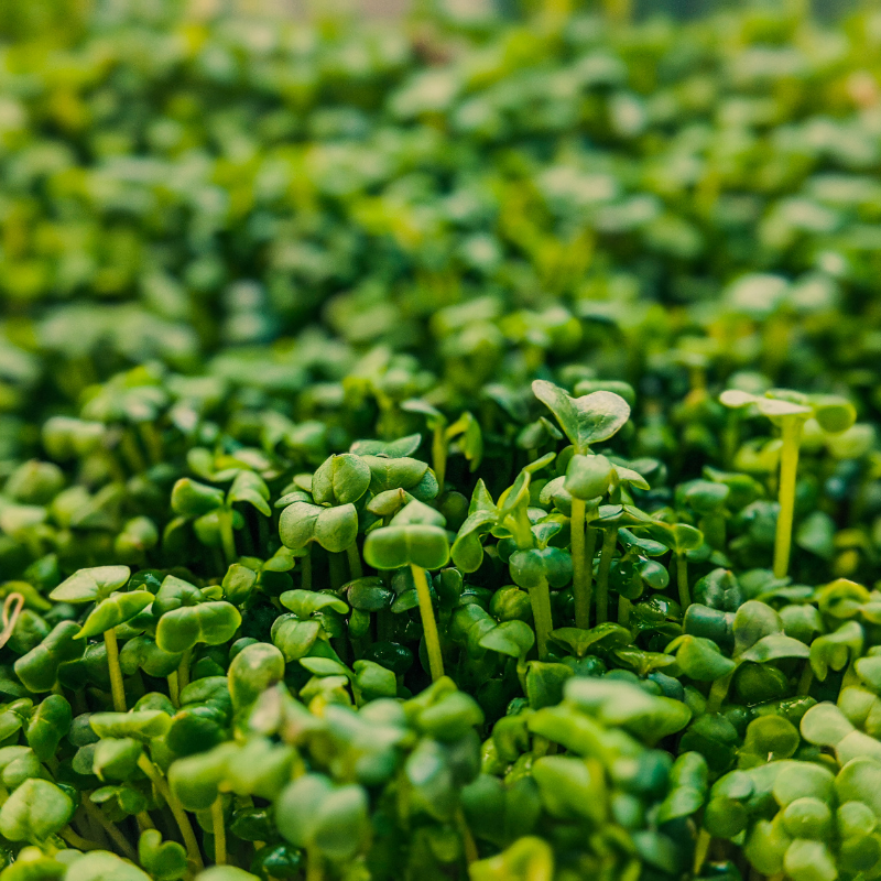 Halim, Garden cress seeds - 100