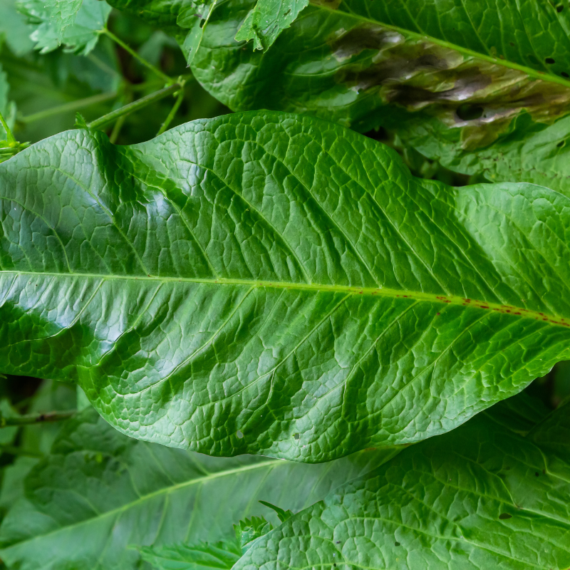 Fiddle Dock (Rumex pulcher) seeds - 50