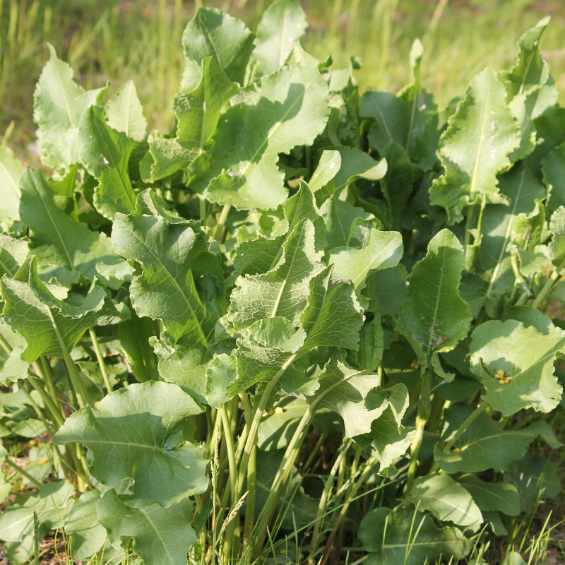 Fiddle Dock (Rumex pulcher) seeds - 50