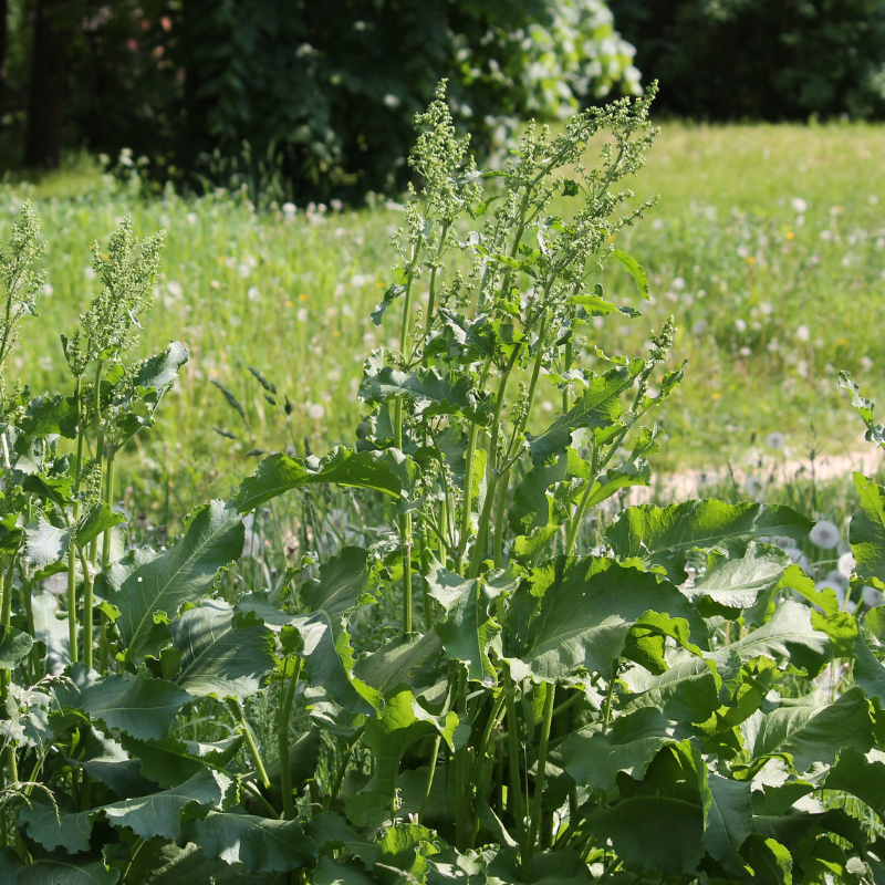 Fiddle Dock (Rumex pulcher) seeds - 50