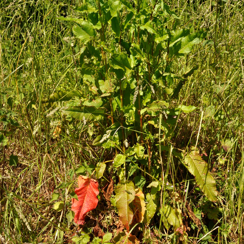 Fiddle Dock (Rumex pulcher) seeds - 50
