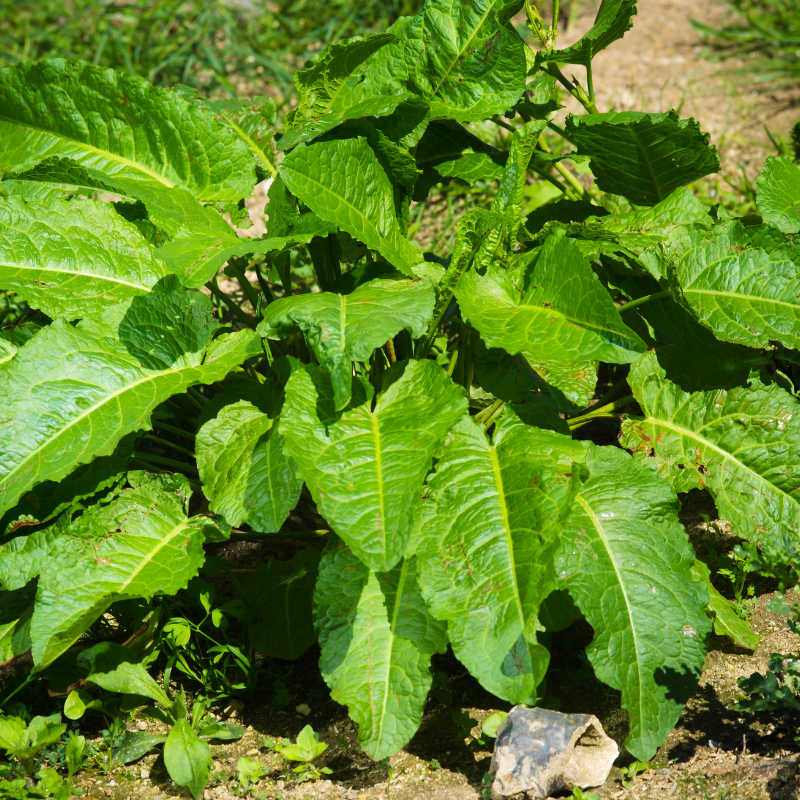 Fiddle Dock (Rumex pulcher) seeds - 50