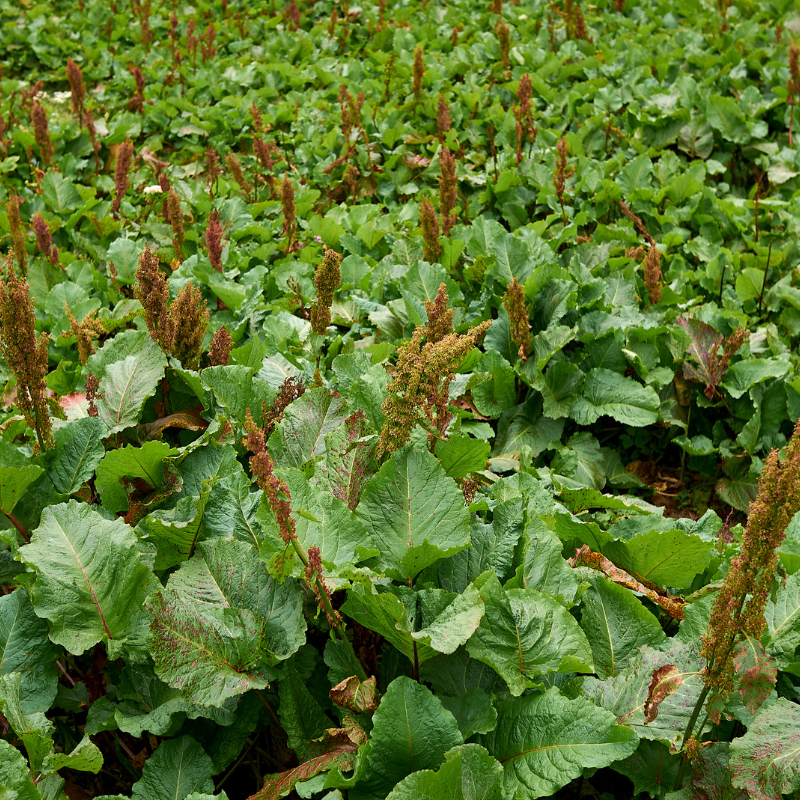Fiddle Dock (Rumex pulcher) seeds - 50