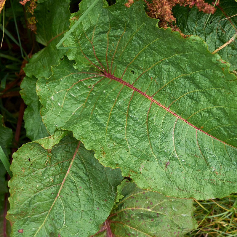 Fiddle Dock (Rumex pulcher) seeds - 50