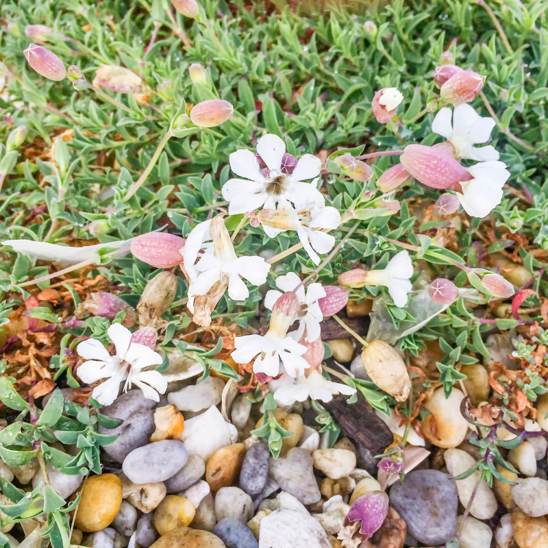 Bladder campion, Maidenstears seeds - 15