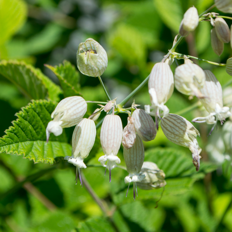 Bladder campion, Maidenstears seeds - 15