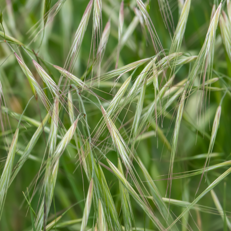 Rescuegrass, Grazing brome seeds - 30