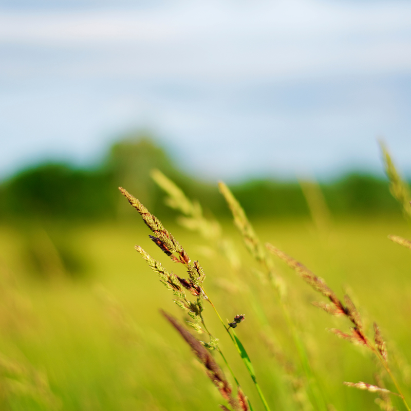 Rescuegrass, Grazing brome seeds - 30
