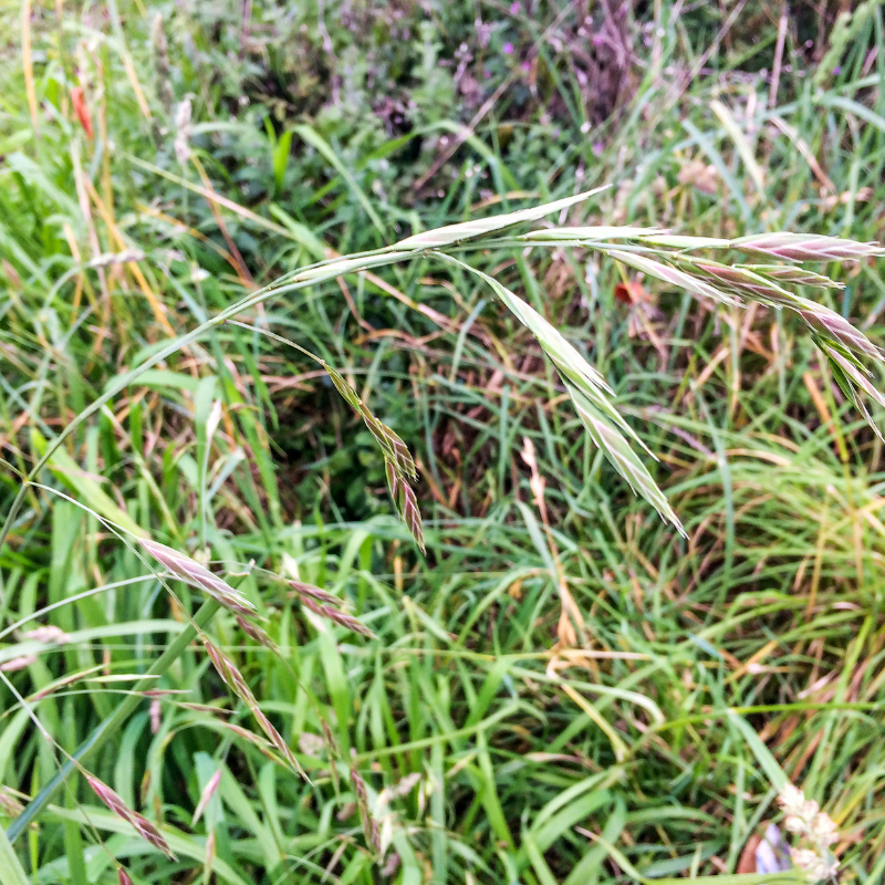 Rescuegrass, Grazing brome seeds - 30