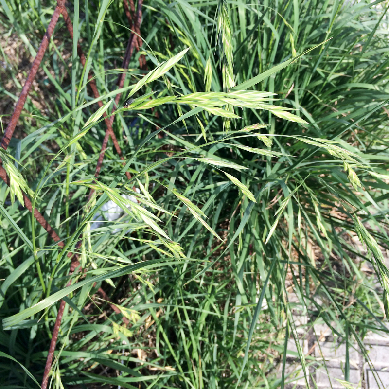 Rescuegrass, Grazing brome seeds - 30