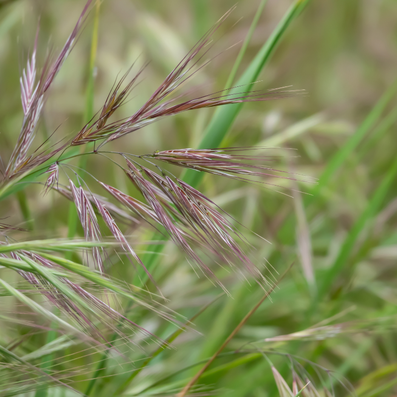 Rescuegrass, Grazing brome seeds - 30