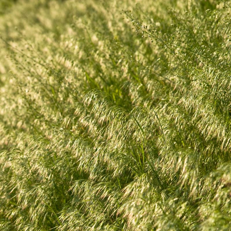 Rescuegrass, Grazing brome seeds - 30