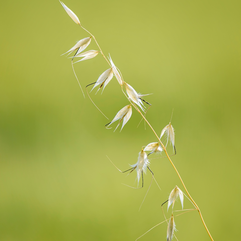 Rescuegrass, Grazing brome seeds - 30