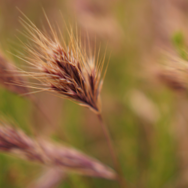 Rescuegrass, Grazing brome seeds - 30