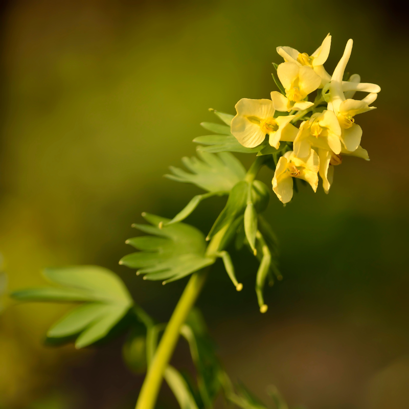 Corydalis aurea, Golden smoke seeds - 60