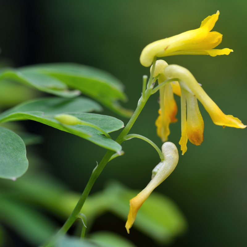 Corydalis aurea, Golden smoke seeds - 60