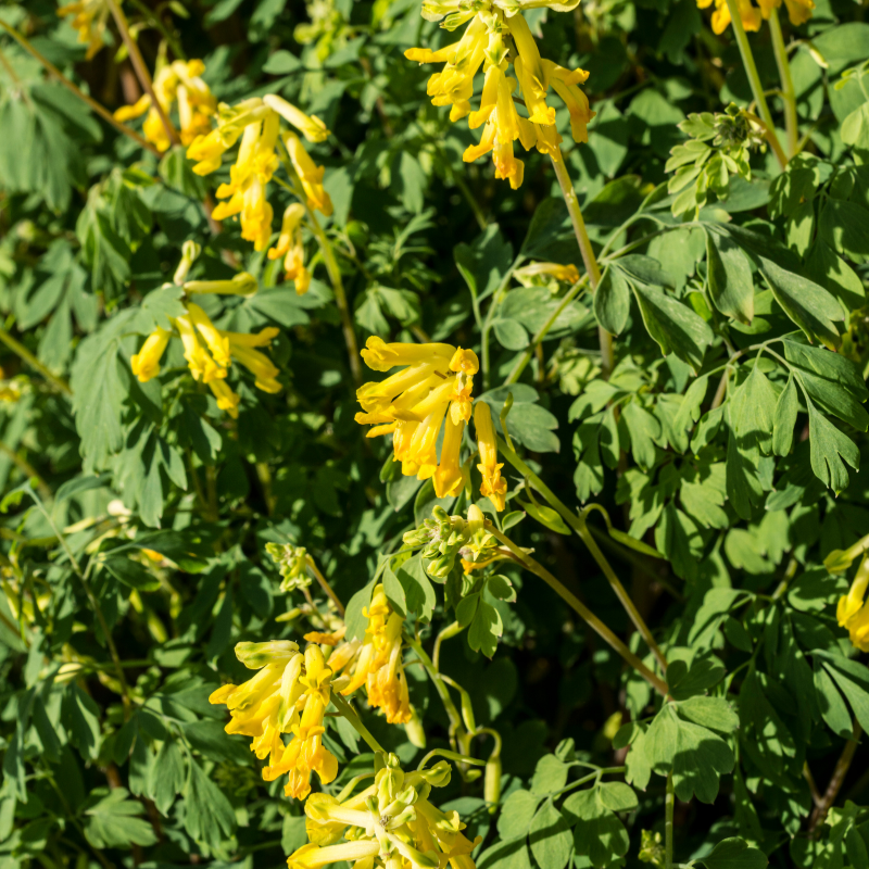 Corydalis aurea, Golden smoke seeds - 60