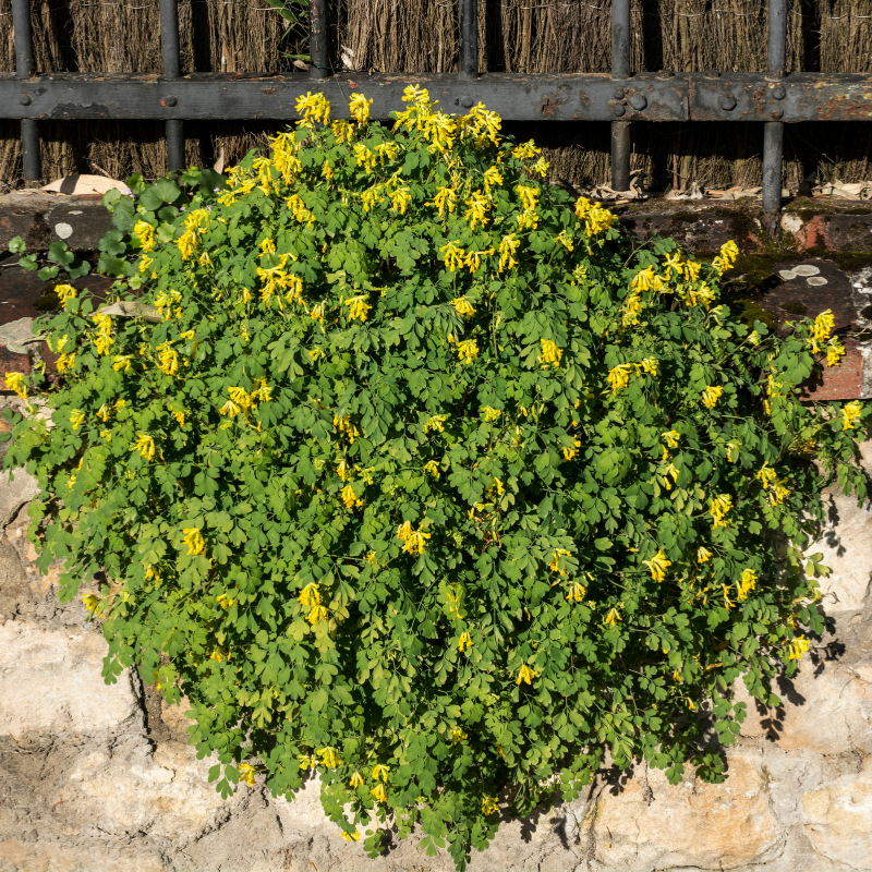 Corydalis aurea, Golden smoke seeds - 60