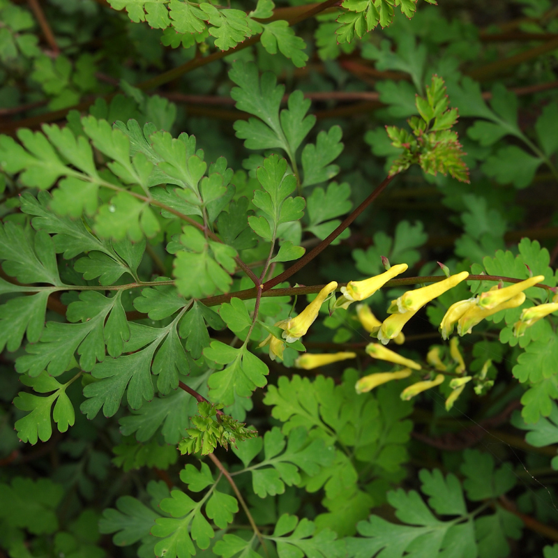 Corydalis aurea, Golden smoke seeds - 60