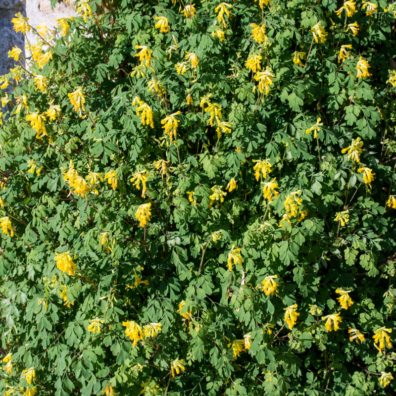 Corydalis aurea, Golden smoke seeds - 60