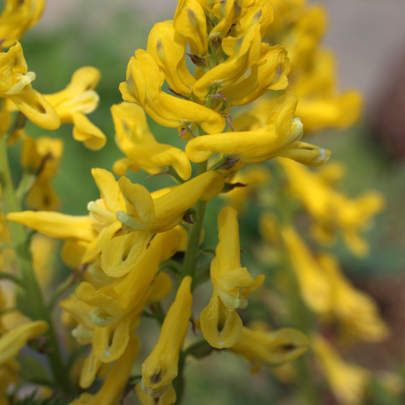Corydalis aurea, Golden smoke seeds - 30