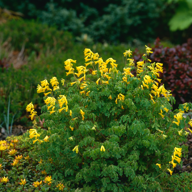 Corydalis aurea, Golden smoke seeds - 60