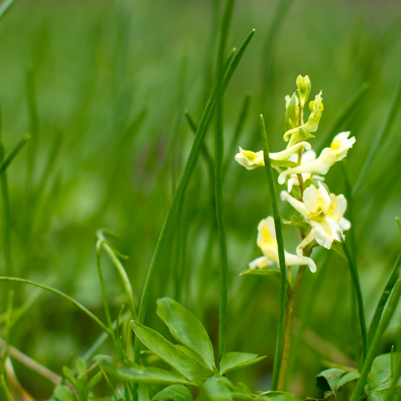 Corydalis aurea, Golden smoke seeds - 60