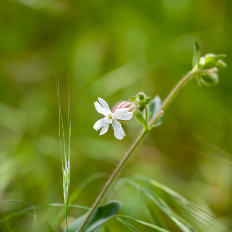 Common catchfly, Small-flowered catchfly seeds - 30