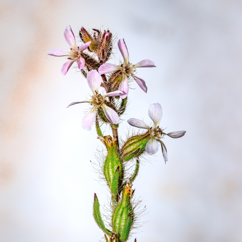 Common catchfly, Small-flowered catchfly seeds - 30
