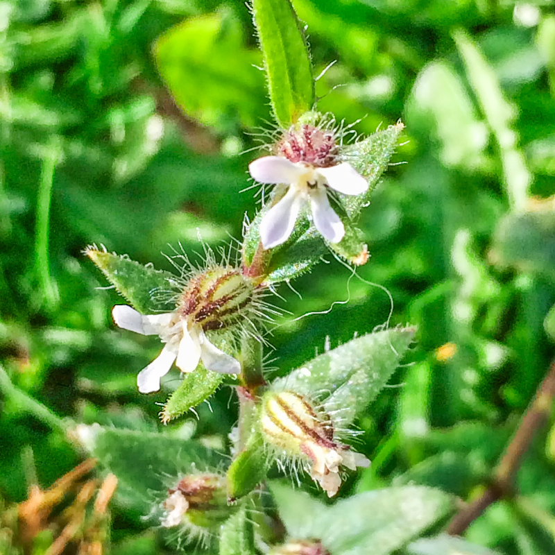 Common catchfly, Small-flowered catchfly seeds - 30